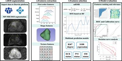 Multiparametric MRI and Machine Learning Based Radiomic Models for Preoperative Prediction of Multiple Biological Characteristics in Prostate Cancer